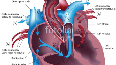Heart